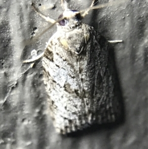 Isotenes miserana at Garran, ACT - 14 Mar 2022 09:00 PM