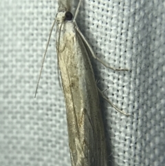 Culladia cuneiferellus (Crambinae moth) at Garran, ACT - 14 Mar 2022 by Tapirlord