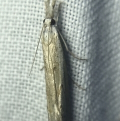 Culladia cuneiferellus at Garran, ACT - 14 Mar 2022 09:00 PM