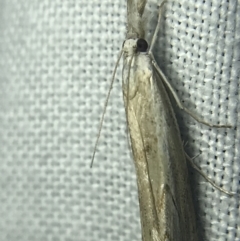 Culladia cuneiferellus at Garran, ACT - 14 Mar 2022 09:00 PM