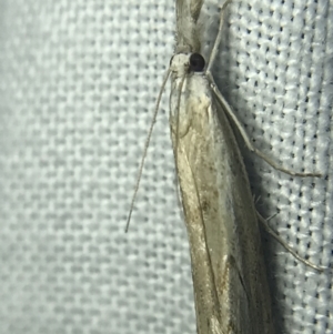 Culladia cuneiferellus at Garran, ACT - 14 Mar 2022 09:00 PM