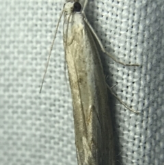 Culladia cuneiferellus at Garran, ACT - 14 Mar 2022 09:00 PM