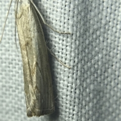 Culladia cuneiferellus at Garran, ACT - 14 Mar 2022 09:00 PM