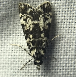 Scoparia exhibitalis at Garran, ACT - 14 Mar 2022