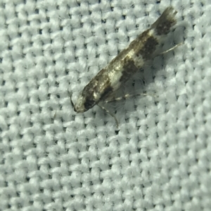 Limnaecia chionospila at Garran, ACT - 14 Mar 2022