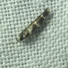 Limnaecia chionospila at Garran, ACT - 14 Mar 2022