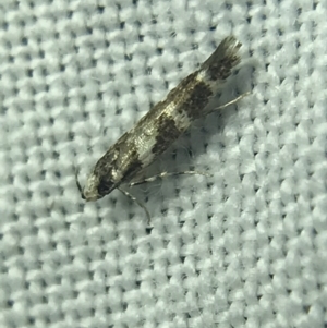 Limnaecia chionospila at Garran, ACT - 14 Mar 2022