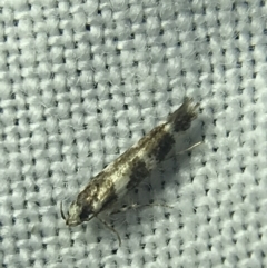 Limnaecia chionospila at Garran, ACT - 14 Mar 2022