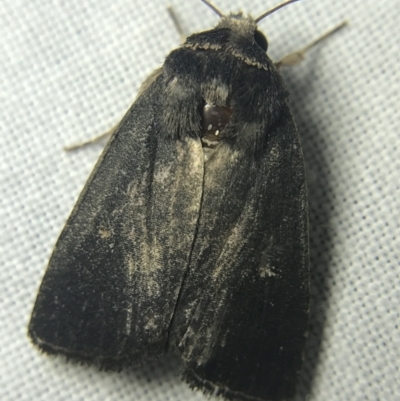 Proteuxoa sp. (21) (MoV, Part 9) (A Noctuid moth (Acronictinae)) at Garran, ACT - 14 Mar 2022 by Tapirlord