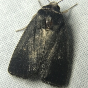 Proteuxoa unidentified species (MoV sp.21) at Garran, ACT - 14 Mar 2022