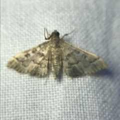 Nacoleia rhoeoalis (A Crambid moth (Spilomelinae) at Garran, ACT - 14 Mar 2022 by Tapirlord