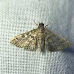 Nacoleia rhoeoalis at Garran, ACT - 14 Mar 2022