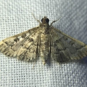 Nacoleia rhoeoalis at Garran, ACT - 14 Mar 2022