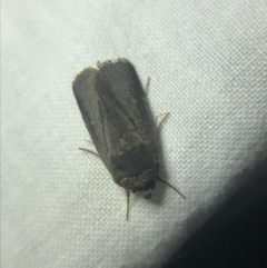 Proteuxoa sp. (21) (MoV, Part 9) (A Noctuid moth (Acronictinae)) at Garran, ACT - 14 Mar 2022 by Tapirlord