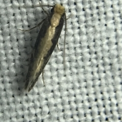 Monopis crocicapitella (Bird Nest Moth) at Garran, ACT - 14 Mar 2022 by Tapirlord