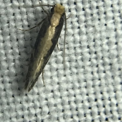 Monopis crocicapitella (Bird Nest Moth) at Garran, ACT - 14 Mar 2022 by Tapirlord