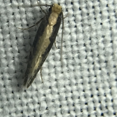 Monopis crocicapitella (Bird Nest Moth) at Garran, ACT - 14 Mar 2022 by Tapirlord