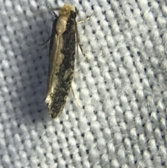 Monopis crocicapitella at Garran, ACT - 14 Mar 2022