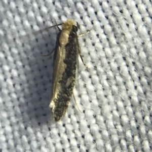 Monopis crocicapitella at Garran, ACT - 14 Mar 2022