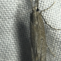 Hednota crypsichroa (A Crambid moth) at Garran, ACT - 14 Mar 2022 by Tapirlord