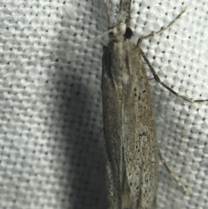 Hednota crypsichroa at Garran, ACT - 14 Mar 2022