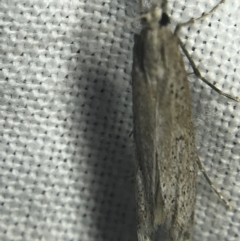 Hednota crypsichroa at Garran, ACT - 14 Mar 2022