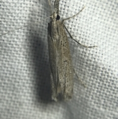 Hednota crypsichroa at Garran, ACT - 14 Mar 2022