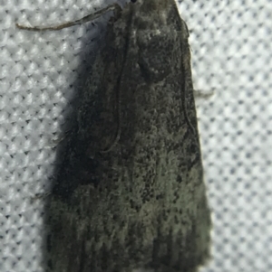 Heteromicta pachytera at Garran, ACT - 14 Mar 2022