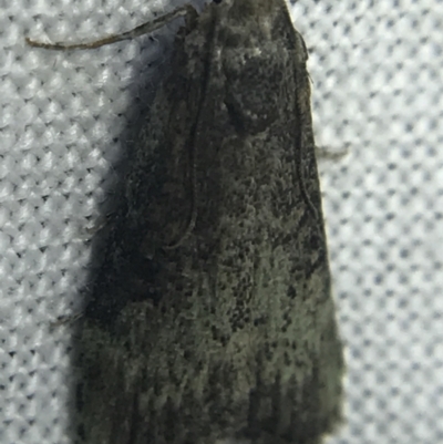 Heteromicta pachytera (Galleriinae subfamily moth) at Garran, ACT - 14 Mar 2022 by Tapirlord