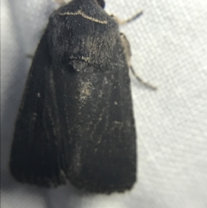 Proteuxoa unidentified species (MoV sp.21) at Garran, ACT - 14 Mar 2022