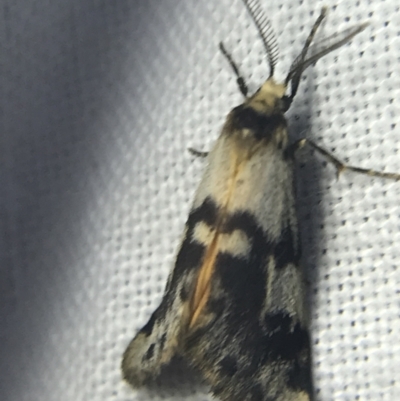 Anestia (genus) (A tiger moth) at Garran, ACT - 14 Mar 2022 by Tapirlord
