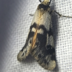 Anestia (genus) at Garran, ACT - 14 Mar 2022 08:16 PM