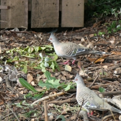 Ocyphaps lophotes (Crested Pigeon) at Belconnen, ACT - 6 Mar 2022 by jgiacon