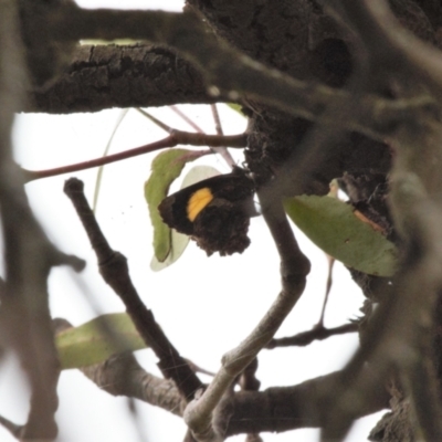 Ogyris abrota (Dark Purple Azure) at Throsby, ACT - 29 Mar 2022 by RAllen