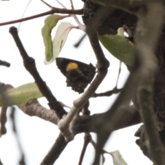 Ogyris abrota at Throsby, ACT - 29 Mar 2022 03:07 PM