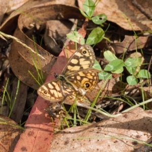 Oreixenica lathoniella at Cotter River, ACT - 30 Mar 2022 11:20 AM