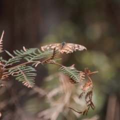 Heteronympha banksii (Banks' Brown) at Cotter River, ACT - 30 Mar 2022 by RAllen