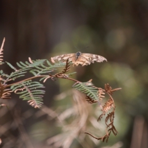 Heteronympha banksii at Cotter River, ACT - 30 Mar 2022