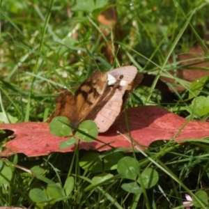 Heteronympha banksii at Cotter River, ACT - suppressed