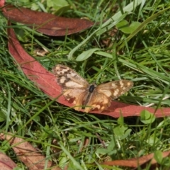 Heteronympha banksii at Cotter River, ACT - 30 Mar 2022