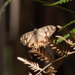 Heteronympha banksii at Cotter River, ACT - 30 Mar 2022