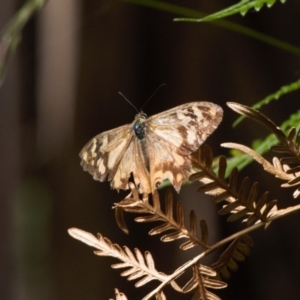 Heteronympha banksii at Cotter River, ACT - 30 Mar 2022