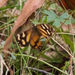 Heteronympha banksii (Banks' Brown) at Cotter River, ACT - 30 Mar 2022 by RAllen