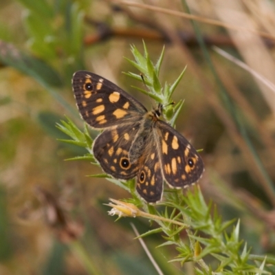 Oreixenica latialis (Small Alpine Xenica) at Cotter River, ACT - 30 Mar 2022 by RAllen