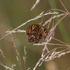 Oreixenica latialis at Cotter River, ACT - suppressed