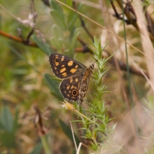 Oreixenica latialis at Cotter River, ACT - suppressed