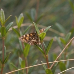 Oreixenica lathoniella (Silver Xenica) at Cotter River, ACT - 30 Mar 2022 by RAllen