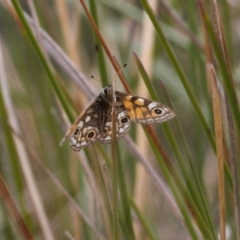 Oreixenica latialis at Cotter River, ACT - 30 Mar 2022