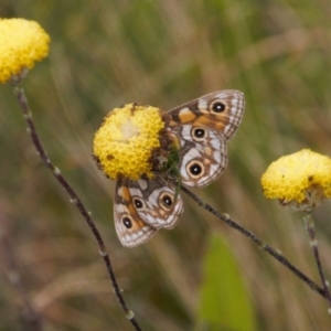 Oreixenica latialis at Cotter River, ACT - 30 Mar 2022