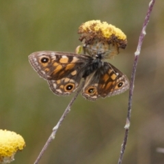 Oreixenica latialis at Cotter River, ACT - 30 Mar 2022